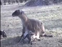 Small sheep pinned to the ground and fucked by a larger beast